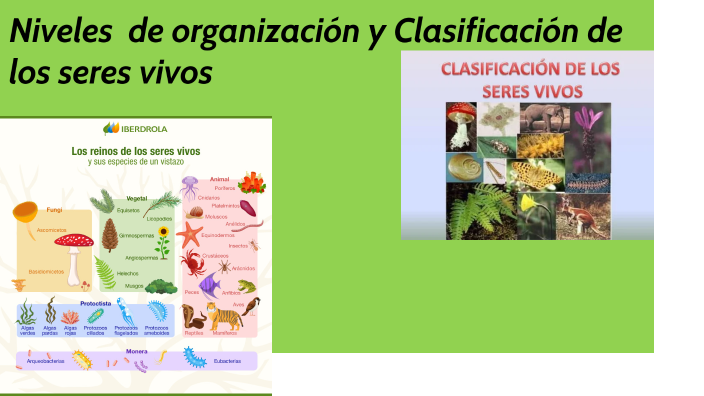 Niveles de organización y clasificación de los seres vivos by Griselda ...