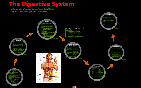 Digestive System by Kelsey Luce on Prezi