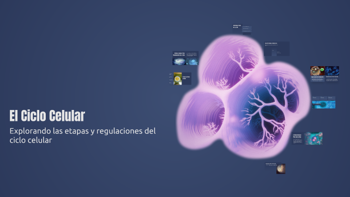 El Ciclo Celular by Juan Martínez on Prezi