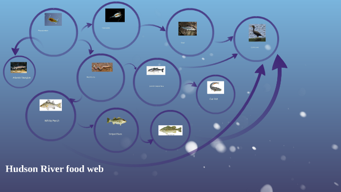 Hudson River food web by nathaniel rigney on Prezi