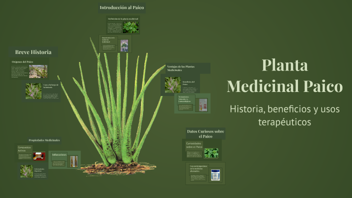 Paico La Planta Medicinal Paico by Danilo Sanchez Velasquez on Prezi