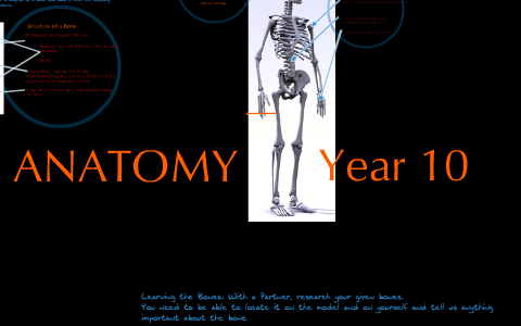 anatomy by Jess Brooder on Prezi
