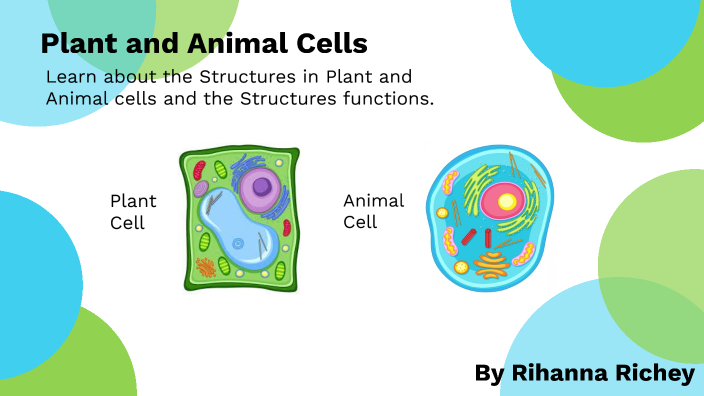Plant and Animal Cells by Rihanna Richey on Prezi