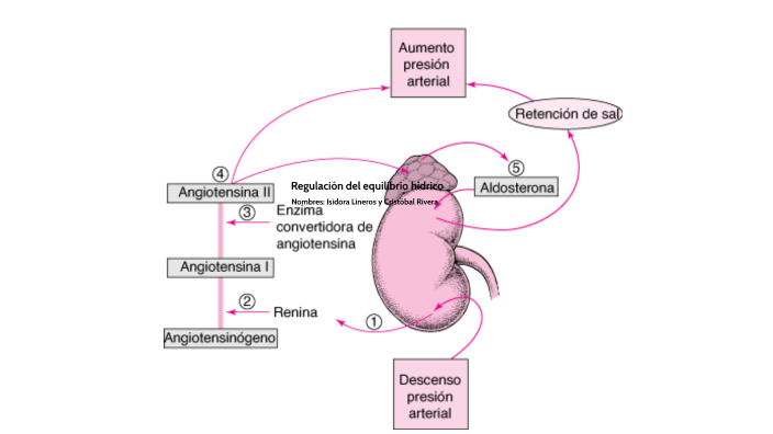 Regulación del equilibrio hídrico by Cristobal Rivera on Prezi