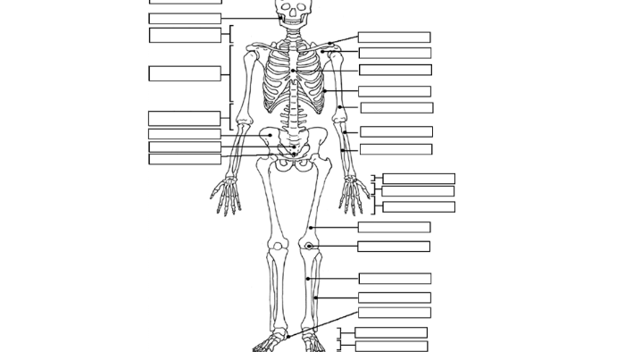 why-are-our-bones-important-by-amanda-shields