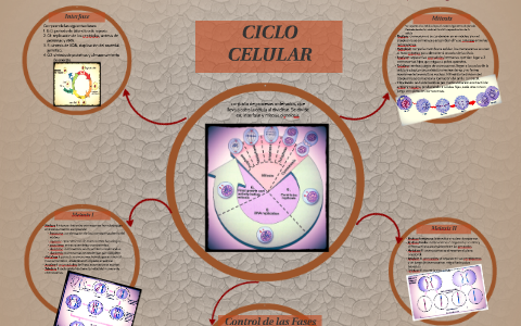 CICLO CELULAR by Eunice Mazariegos on Prezi