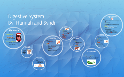 Digestive System by Hannah Higgins on Prezi