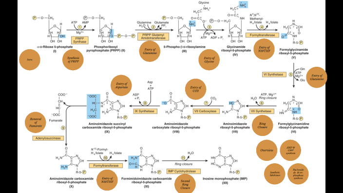 De Novo Synthesis of Purines by Ayefa Klair on Prezi