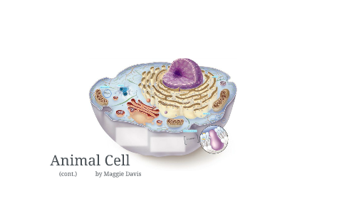 Animal Cell (cont.) by Maggie Davis on Prezi