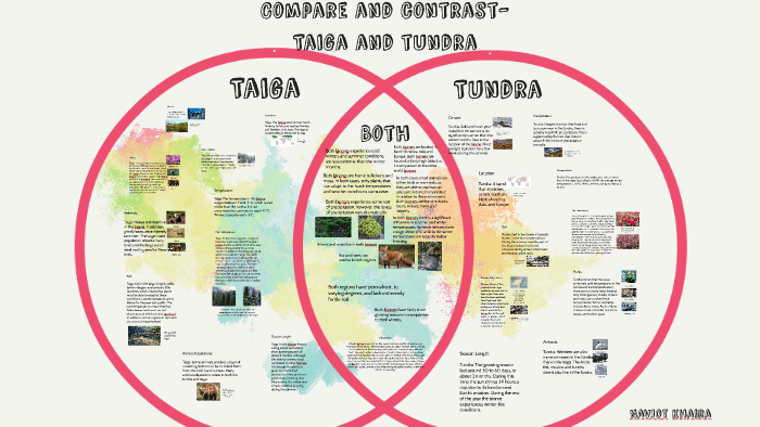 Compare and contrast- Taiga and Tundra by Navjot Khaira on Prezi Next