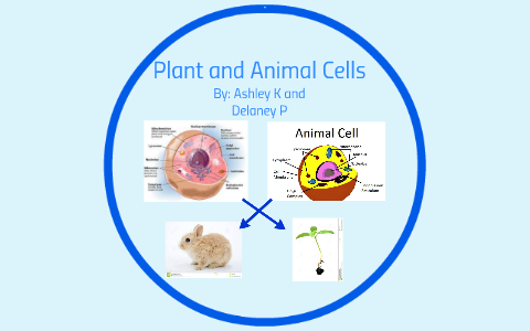 plant and animal cells by ashley krupinski on Prezi