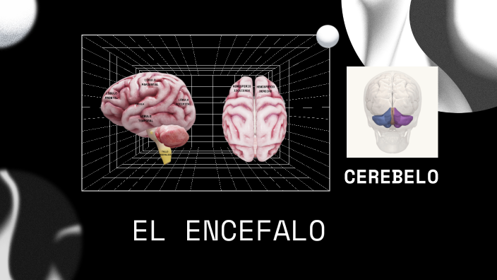 Encefalo by Thalia Aguirre on Prezi