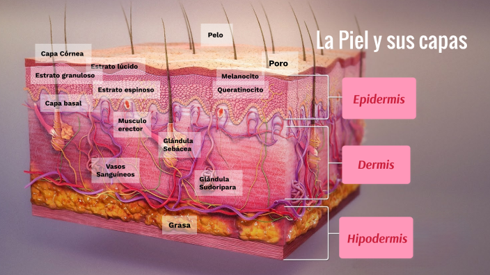 estrato de capas de la piel