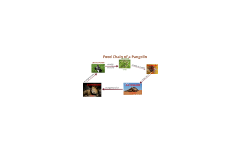 Food Chain of a Pangolin by Karson Burkey on Prezi Biology Diagrams