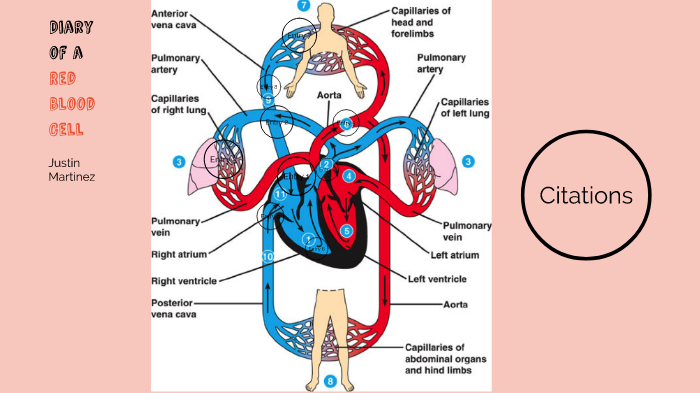 Diary of a Red Blood Cell by Justin Martinez on Prezi