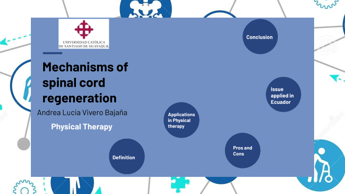 Mechanisms of spinal cord regeneration by Andrea Vivero Bajaña on Prezi