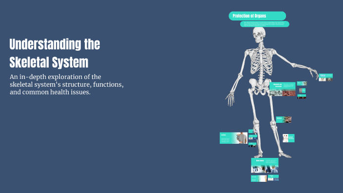 Understanding the Skeletal System by bitch asss on Prezi