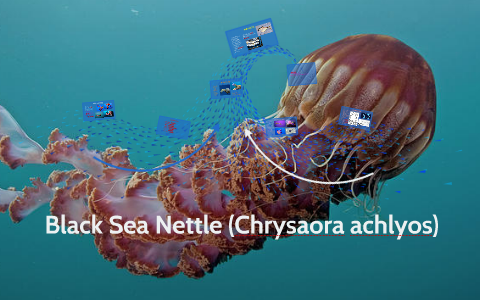 black sea nettle anatomy