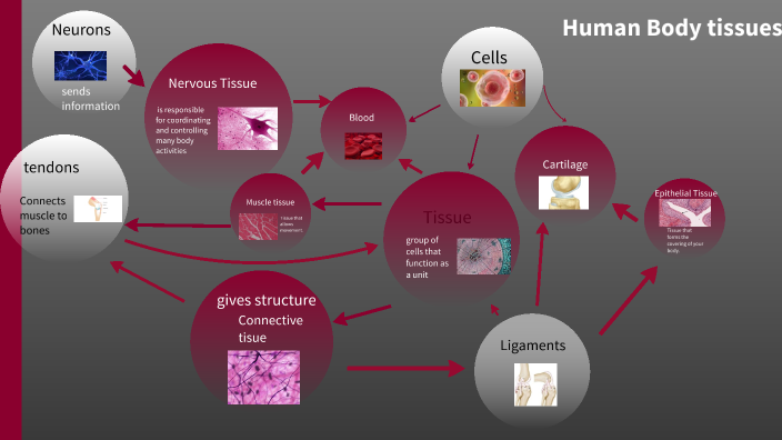 human anatomy prezi presentation