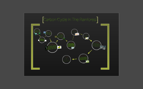Carbon Cycle In The Rainforest by Chris Grego on Prezi