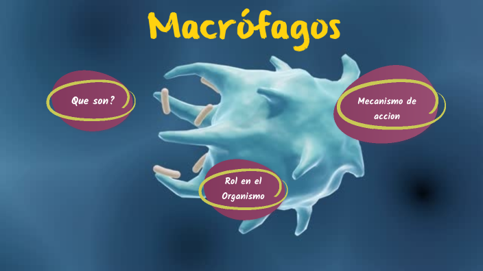 Macrofagos by Gonzalo Ivan Vallejos on Prezi