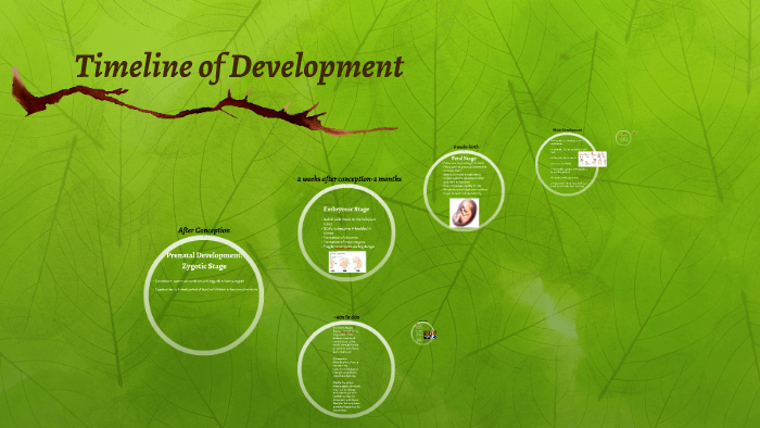 Timeline of Development by Brooke Goodman on Prezi