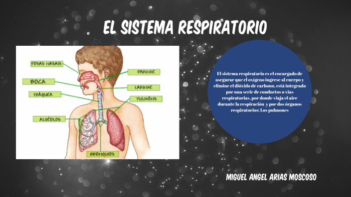 sistema respiratorio by Miguel Angel Salvador ARIAS MOSCOSO on Prezi