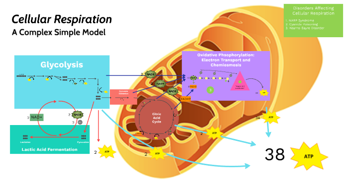 Cellular Respiration By Harvey Fortus