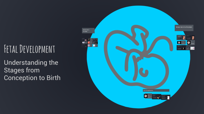 Fetal Development by Aliz Kóra on Prezi