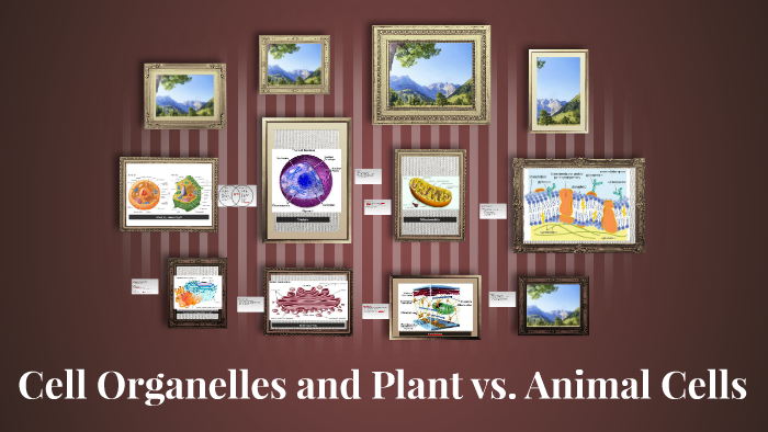 Cell Organelles and Plant vs. Animal Cells by Heidi Homan on Prezi