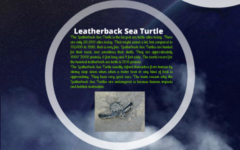 The Leatherback Sea Turtle by Jim Hwang on Prezi