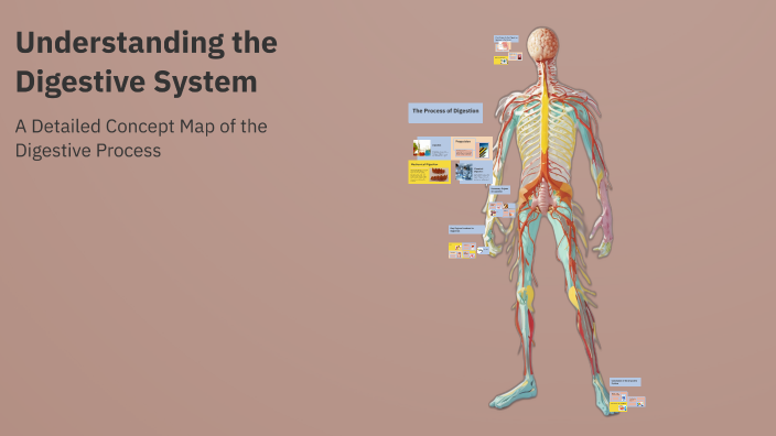 Understanding the Digestive System by gracie morris on Prezi