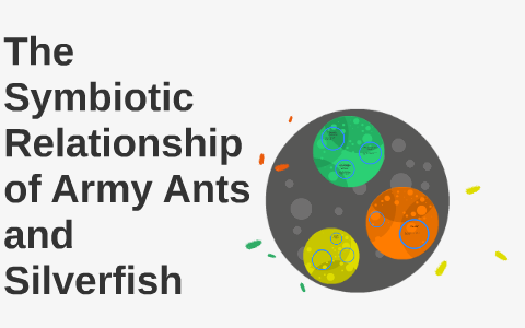 The Symbiotic Relationship Between a Silverfish and Army Ant by 