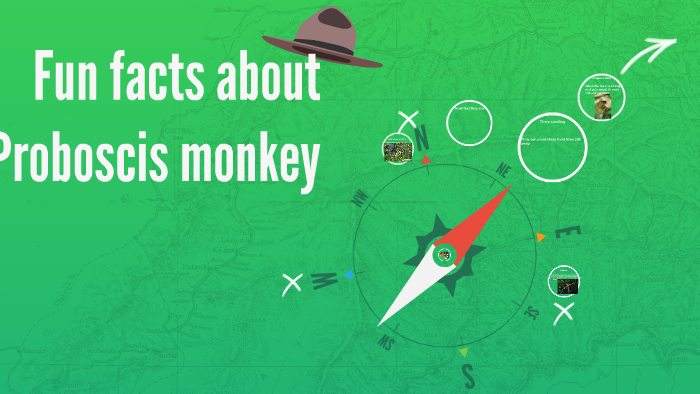 Probicis Fun facts about Probicis monkey by Abdullah Haresha on Prezi