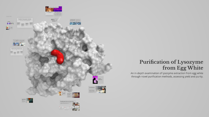 Purification of Lysozyme from Egg White by Silje Lund on Prezi