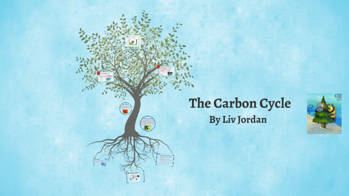 The Carbon Cycle by Liv Jordan on Prezi