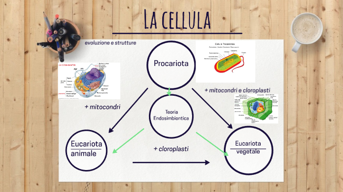 La cellula by Michael Ferrari on Prezi