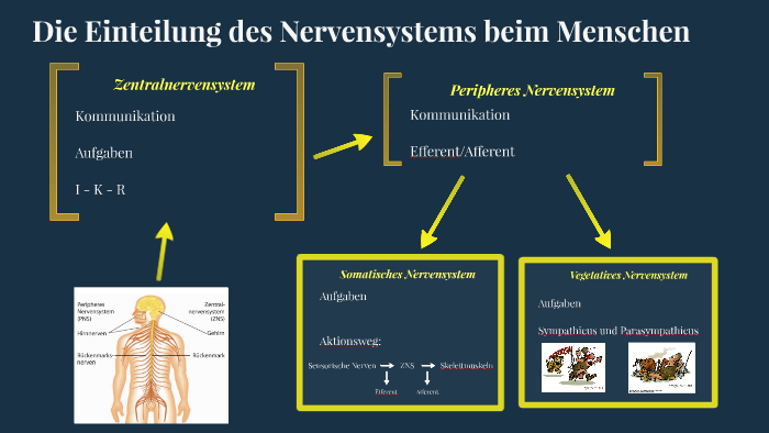 Die Einteilung des Nervensystems beim Menschen by Paul Natter on Prezi