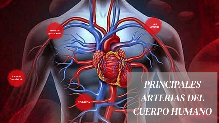Cuantas Arterias Tiene El Cuerpo Humano Wikipedia prezi.com