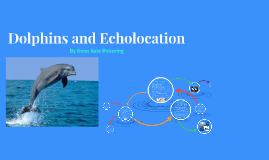 How Do Dolphins Use Echolocation?