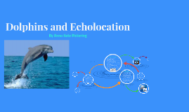 Possible limitations of dolphin echolocation: a simulation study