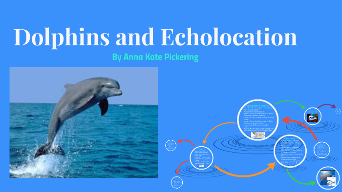 How Do Dolphins Use Echolocation?