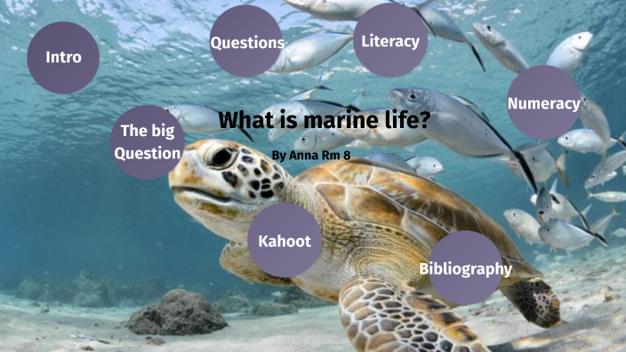 what is marine life essay