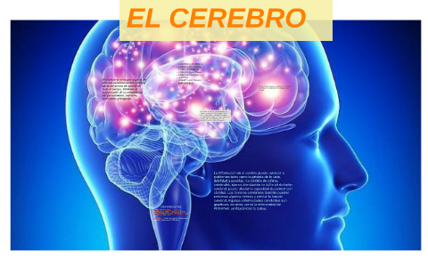 EL CEREBRO by on Prezi