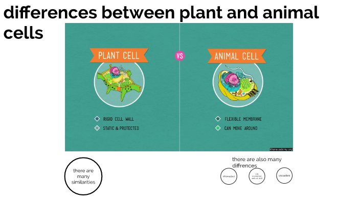 plant and animal cell differences by Samuel True