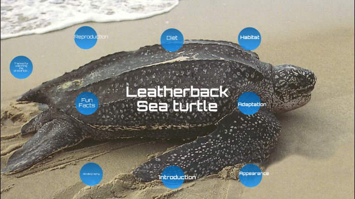 Leatherback sea turtle By Lev by Allana Ossher on Prezi