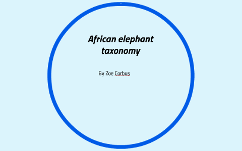 African elephant taxonomy by Zoe Corbus