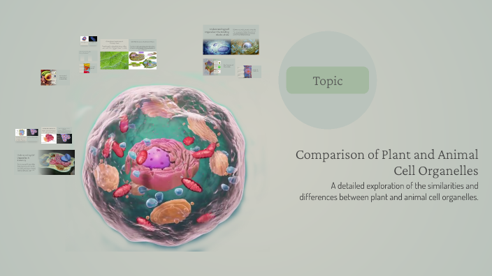 Comparison of Plant and Animal Cell Organelles by Jeriel Faigao on Prezi