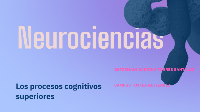 Las estructuras y funcionalidad del sistema nervioso by Marco Montoya ...