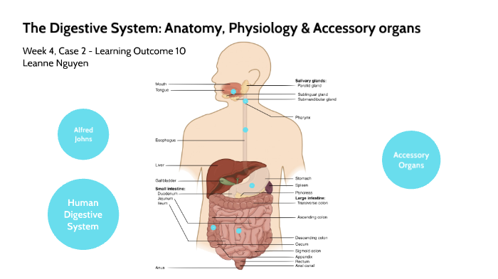 The Digestive System by Le-Anne Nguyen on Prezi